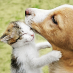 Towcester Vets share spring safety tips for dog, cat & rabbit owners