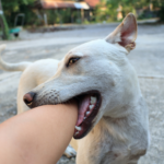 Take Towcester Vets’ safety quiz for preventing dog bites