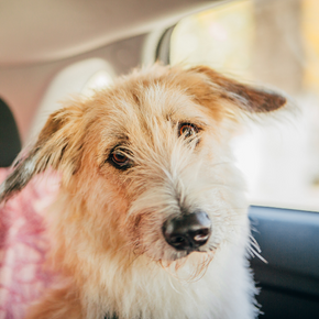 Travel sickness & safety: Our vet has advice for dogs, cats & small furries