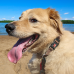 Towcester Vets summer dog holiday recommendations