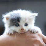 Vets in Towcester have this kitten care advice