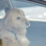 Lifesaving car travel advice for all pet owners from Towcester Vets