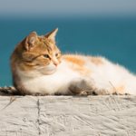 Ensure a cool and carefree summer for cats in Northamptonshire