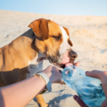 Towcester Vets shares 7 summer dangers dogs should avoid