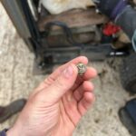 Best foot forward – cattle lameness