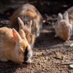 Why myxomatosis isn’t just a wild rabbit problem in Northamptonshire