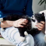 How to spot common cat health problems at home