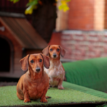 Choosing boarding kennels for your dog