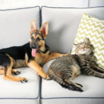 Five ways to spoil your pet post-holiday