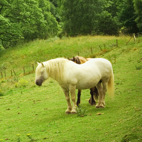 Equine Metabolic Syndrome (EMS)