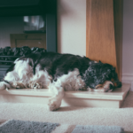 Home care tips for arthritic dogs from Towcester Vets