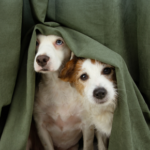 Prep your pet and build a dog den ready for firework season