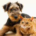 Towcester Vets shares signs of kidney and heart diseases in dogs and cats