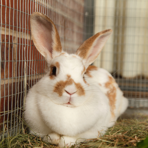 TW // Towcester Vets explains cancer risk to unneutered female rabbits