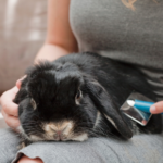 Our Nursing team at Towcester suggest these New Year resolutions for small furry pets