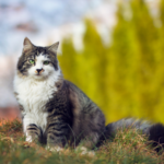 Towcester Vets advice on keeping your outdoor cat inside over the winter