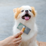 Towcester Veterinary Centre shares dog grooming advice every owner needs