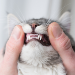 80% of cats in Northamptonshire will suffer from gum disease by the age of three