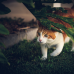 Understanding the natural behaviours of cats