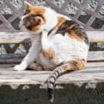 Tips for preventing and getting rid of cat fleas