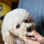 Protect your dog from worms with Towcester Veterinary Centre’s 3-step guide