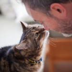 Top tips for adopting an older cat in Towcester