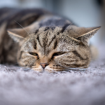 Towcester Vets explains what to do if your cat or dog has vomited