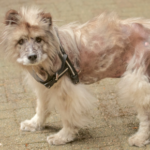 Towcester Vets gives advice on why dogs get alopecia