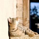 Towcester Vets advice for cat owners about heatstroke