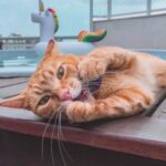 Summer Safety Guide for Cats