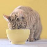 Should cats eat wet or dry food?