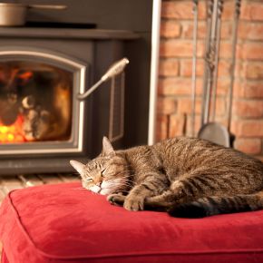 A guide from Towcester Vets on your cat’s happiness this winter