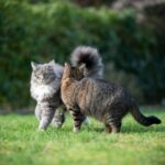 Why neutering is the responsible choice for cat owners in Northamptonshire