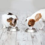 What good pet nutrition looks like and why it’s important