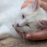 Towcester Vets essential facts about cat leukaemia