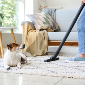 Before spring cleaning read our advice on seasonal dog allergies