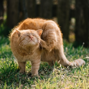 Towcester Vets share common signs of cat fleas