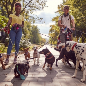 Towcester Vets Shares Tips For Fun Heart-Healthy Dog Walks