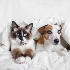Pet Bored or Feeling Blue? Our Vets Share How to Tell