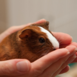Big Love for Tiny Pets: How to Show Small Furries You Care