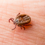 Why Are Ticks a Problem for Pet Owners in Northamptonshire
