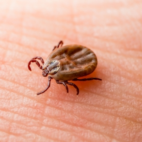 Vet Catharina Arthurs Explains Why Ticks Are a Problem for Pet Owners