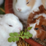 Towcester Vets’ Team Share Spring Edible Pet Garden Tips