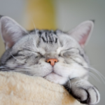 Towcester Vets Shares Signs of Joy in Cats, Dogs & Small Furries