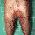 Lameness: Foot rot or CODD?