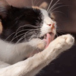 Our Vets Warn Cat Owners in Northamptonshire About Overgrooming