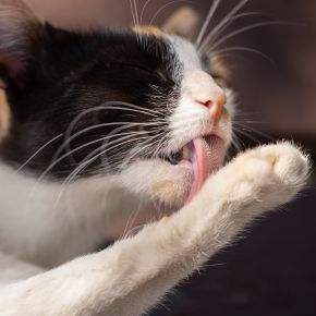 Our Vets Warn Cat Owners in Northamptonshire About Overgrooming
