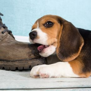 Towcester Vets’ Nurses Answer: Why Dogs Chew