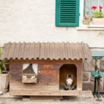 Help Cats Avoid Heatstroke with These Summer Garden Ideas