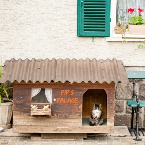 Help Cats Avoid Heatstroke with These Summer Garden Ideas